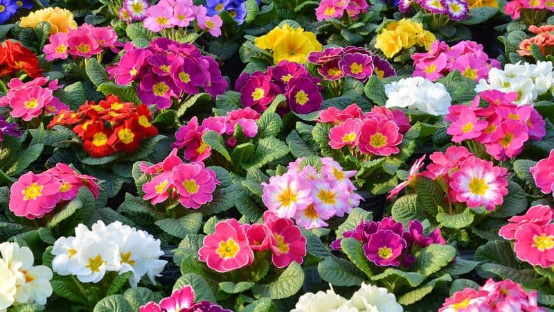 Term 4 Newsletter - March 2026